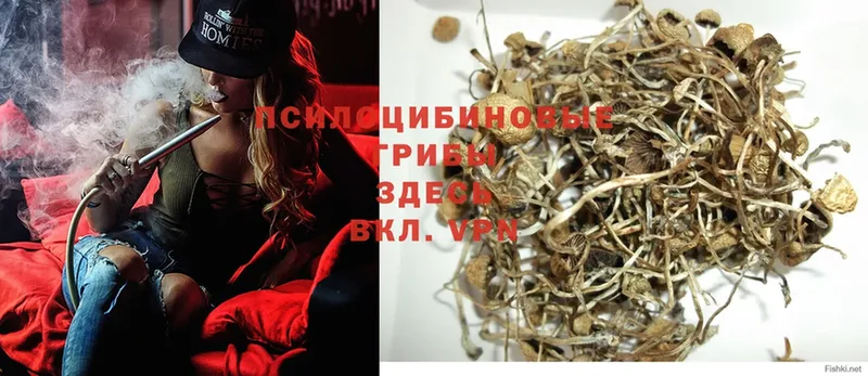 Галлюциногенные грибы Psilocybe  Короча 